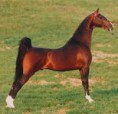 Amerikai saddlebred